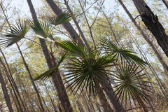 Coccothrinax scoparia