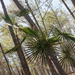 Coccothrinax scoparia - Photo (c) Jiri Hodecek, algunos derechos reservados (CC BY-NC), subido por Jiri Hodecek