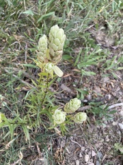 Castilleja septentrionalis