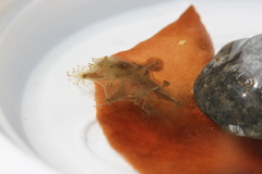 Haliclystus sanjuanensis