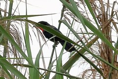 Laniarius erythrogaster