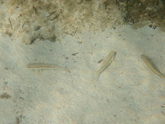 Mullus barbatus ponticus