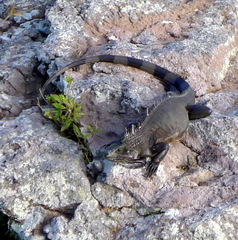 Iguana iguana melanoderma