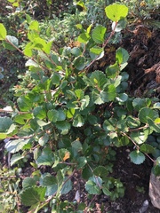 Betula nana