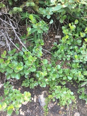 Betula nana