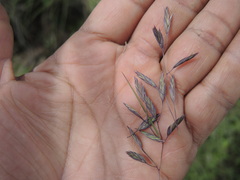Bromus anomalus