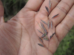 Bromus anomalus