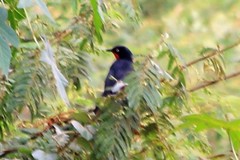 Laniarius erythrogaster