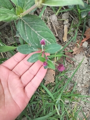 Alternanthera porrigens