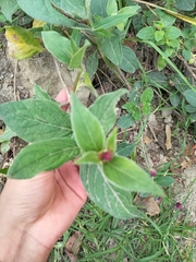 Alternanthera porrigens