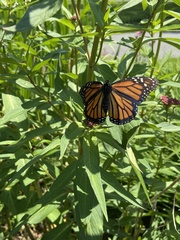 Danaus plexippus