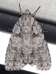 Acronicta modica