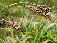 Carex frigida