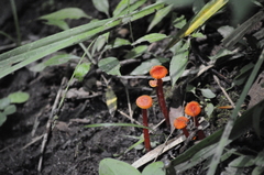 Hygrocybe