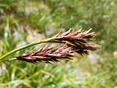 Carex frigida