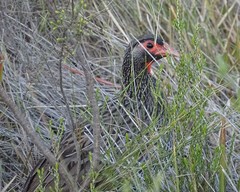 Pternistis afer castaneiventer