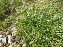 Carex frigida