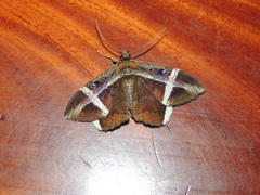 Hemeroblemma mexicana