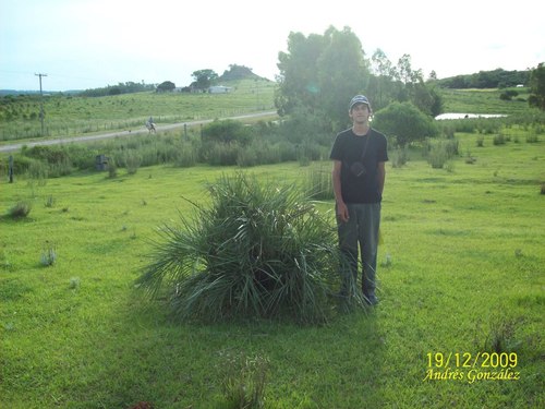 Butia lallemantii