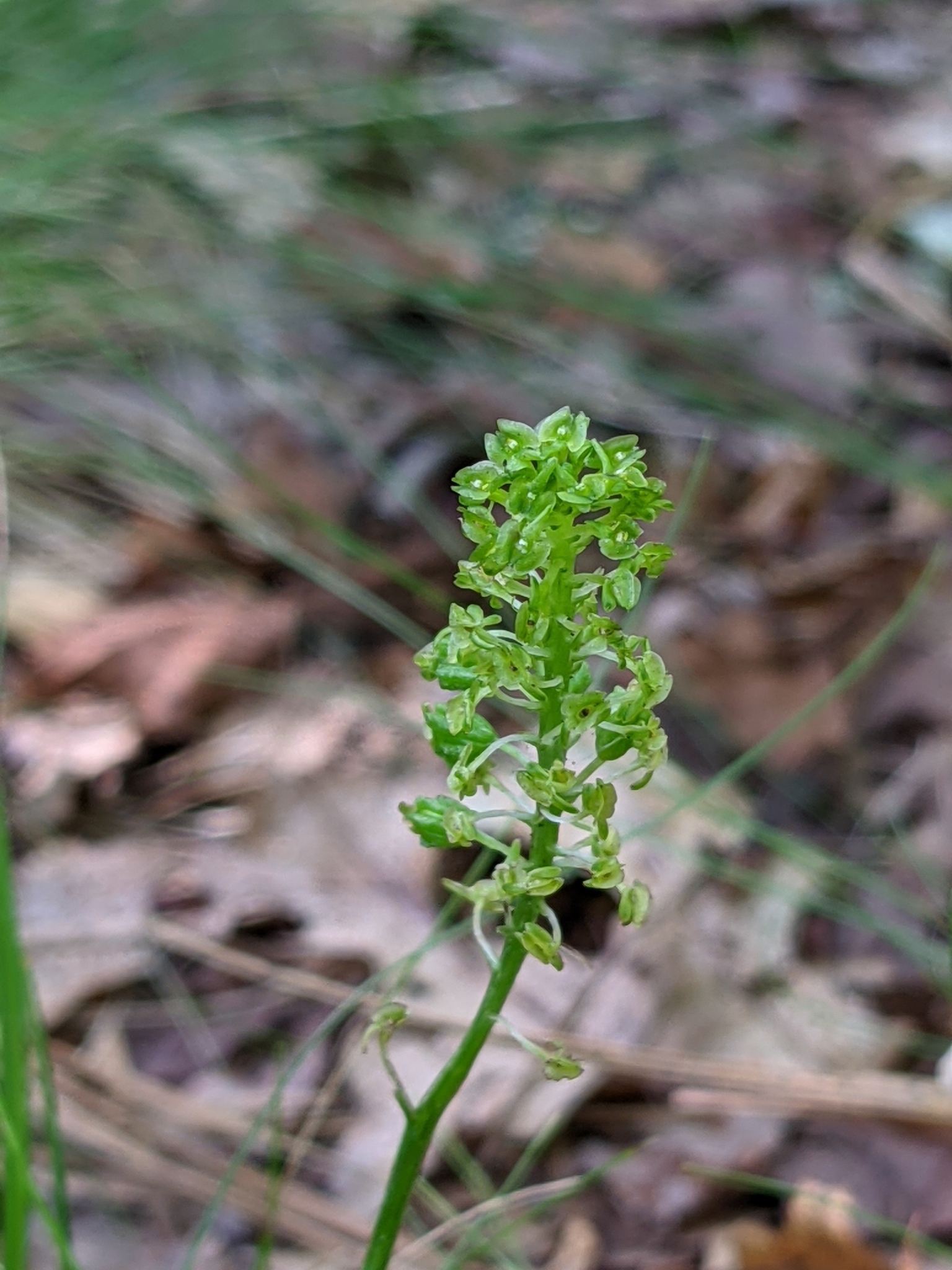 Malaxis bayardii