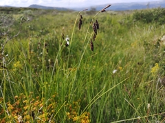 Carex atrofusca