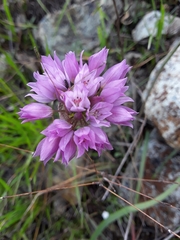 Allium serra