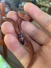 Oxyrhopus melanogenys