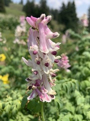 Corydalis caseana