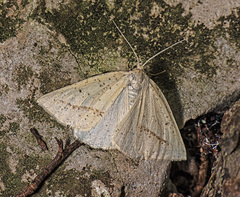 Lychnosea intermicata