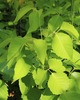Western Poison Ivy - Photo (c) Dan Mullen, some rights reserved (CC BY-NC-ND)