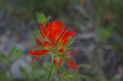 Castilleja wootonii
