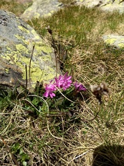 Primula integrifolia