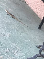 Aspidoscelis sonorae