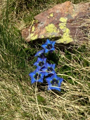 Gentiana acaulis
