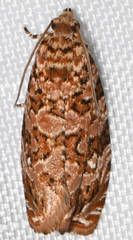 Phaecasiophora niveiguttana