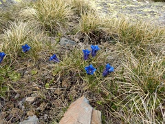 Gentiana acaulis