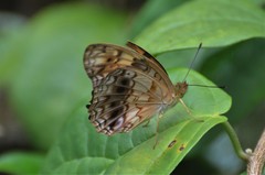 Phalanta eurytis eurytis