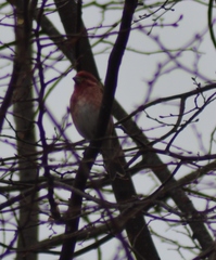 Haemorhous purpureus purpureus