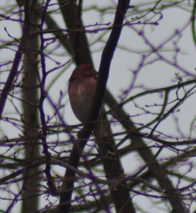 Haemorhous purpureus purpureus