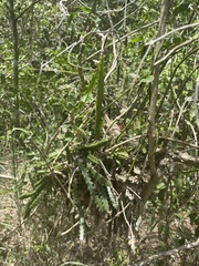 Selenicereus triangularis
