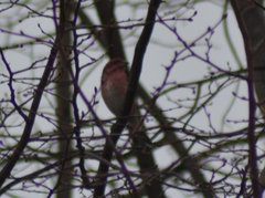 Haemorhous purpureus purpureus