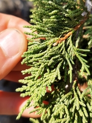 Juniperus maritima
