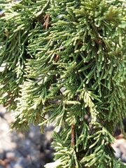 Juniperus maritima