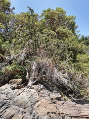 Juniperus maritima