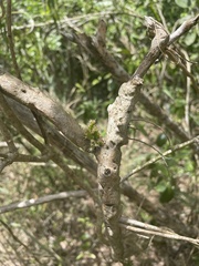 Selenicereus triangularis