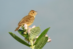 Mirafra javanica cantillans