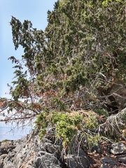 Juniperus maritima