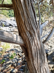 Juniperus maritima