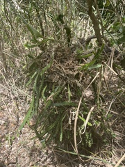 Selenicereus triangularis