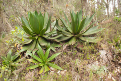 Agave intermixta